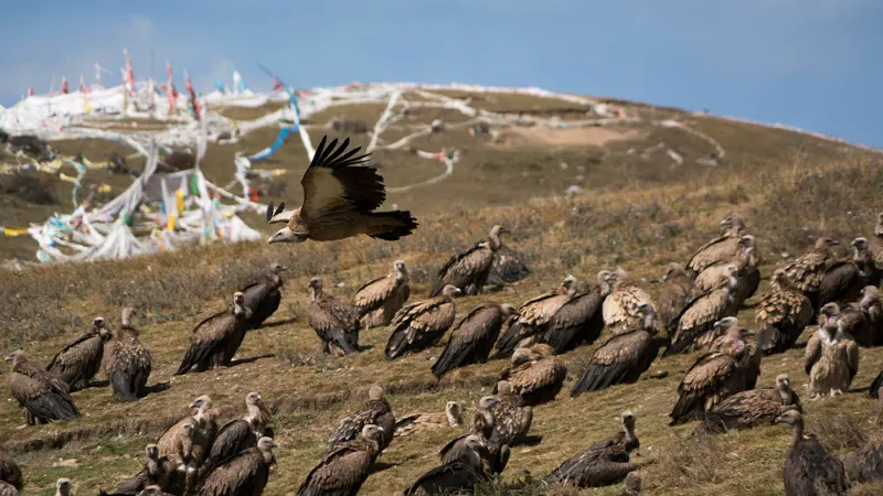 Vultures on the High Mountains